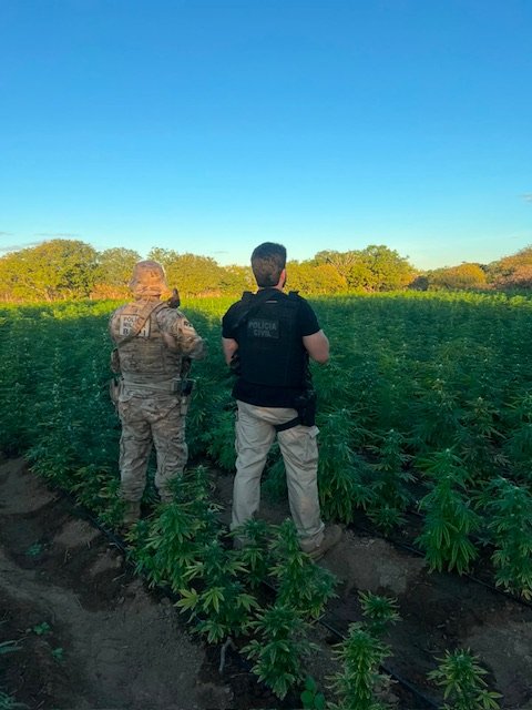 Polícia Civil e BEPI desmantelam plantação de 56 mil pés de maconha em Cabrobó