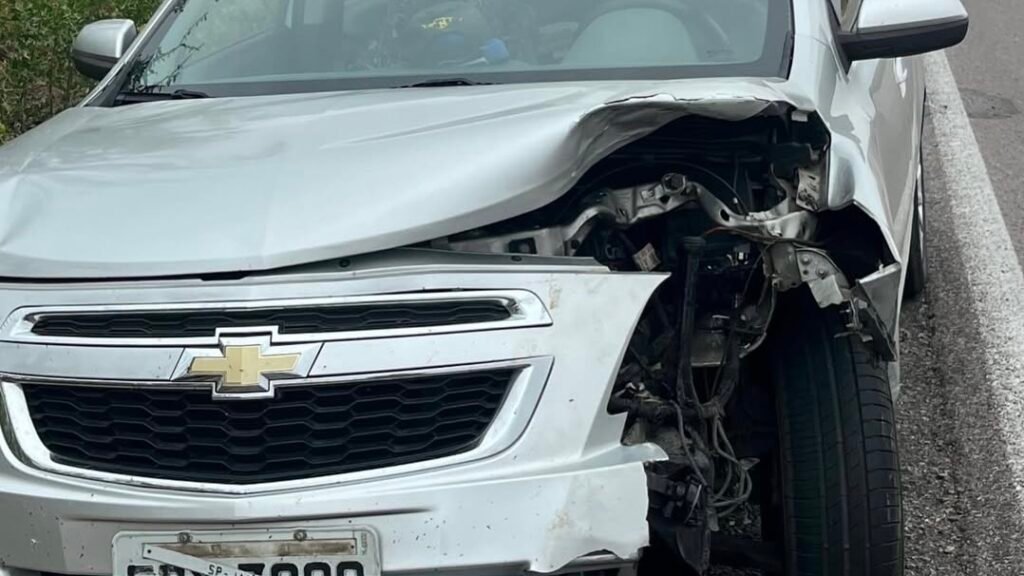 Acidente na Br-316 destaca perigo de animais soltos em rodovias