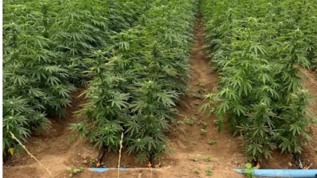 Operação policial descobre plantação de maconha em Cabrobó