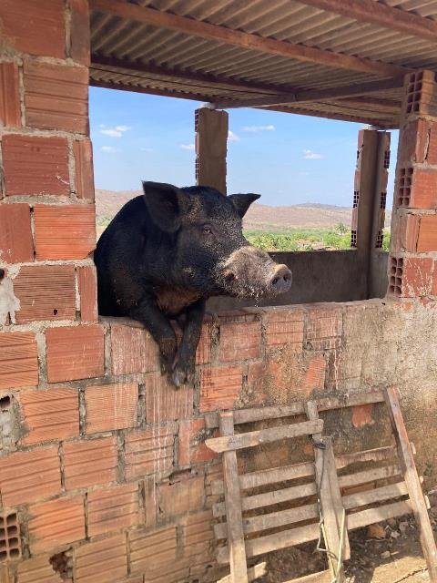 Criação ilegal de javalis ameaça produção rural e ambiente, alerta Adagro