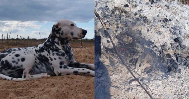 Crueldade em Santa Maria da Boa Vista: Cachorro é morto e queimado