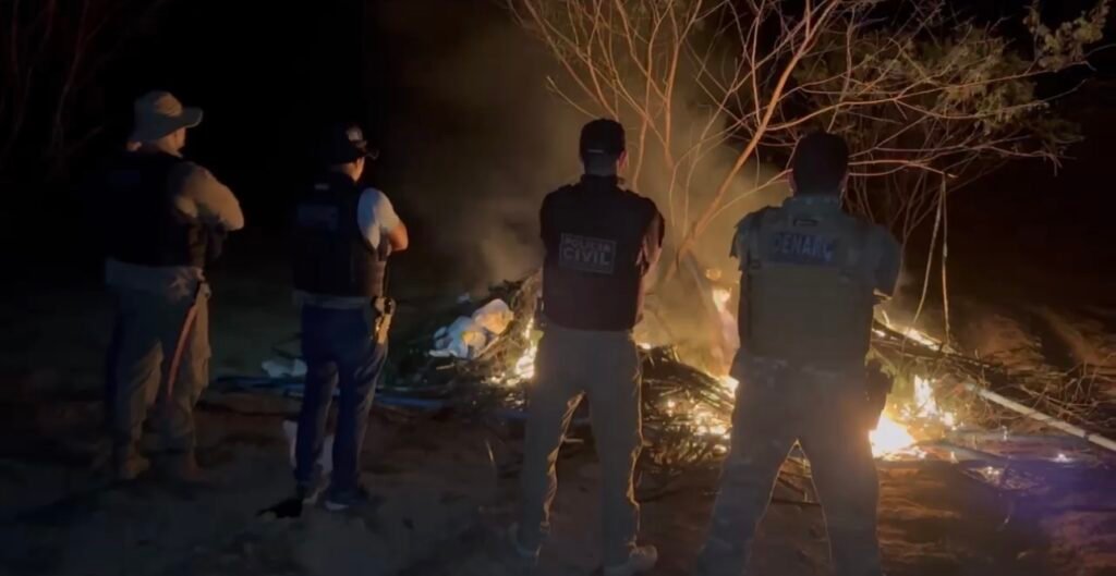 Polícia erradica plantação de maconha e prende suspeitos em Pernambuco