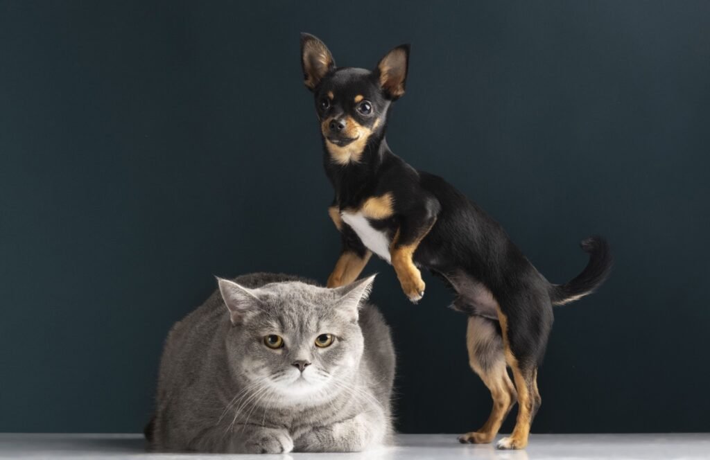 Cuidados com a saúde ocular de pets são essenciais durante o Junho Violeta