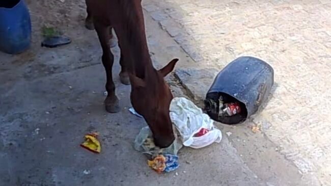 Cavalos soltos preocupam moradores do bairro Maria Luiza em Cabrobó