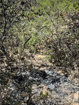 Corpo é encontrado carbonizado na zona rural de Araripina