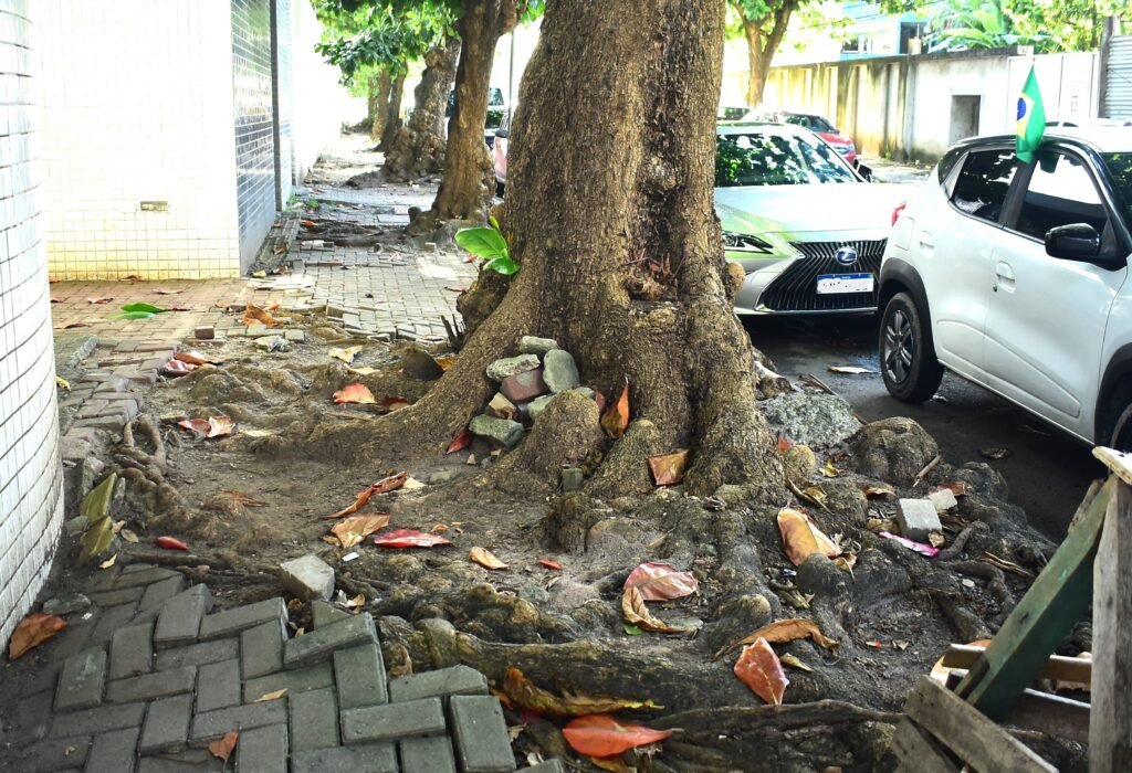 Raízes de árvore causam riscos em calçadas de Recife