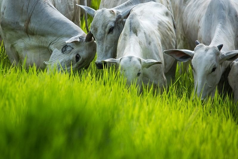 Pecuária brasileira contesta exigências da UE sobre antimicrobianos
