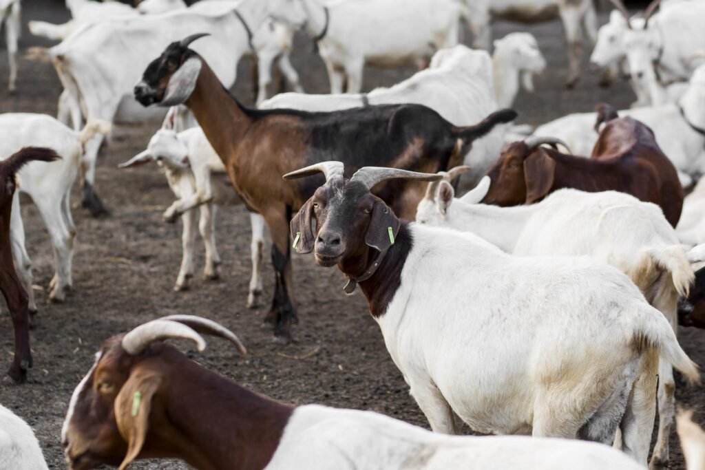 Estudo revela impacto das cabeçadas em cabras na saúde cerebral