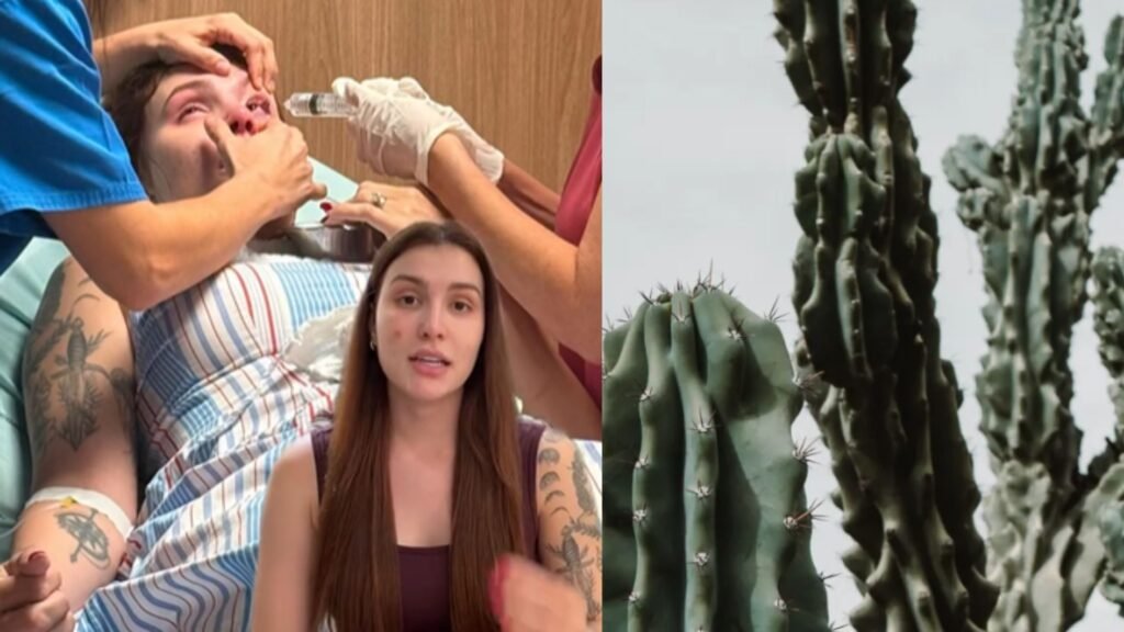 Como evitar acidentes com plantas do gênero Euphorbia