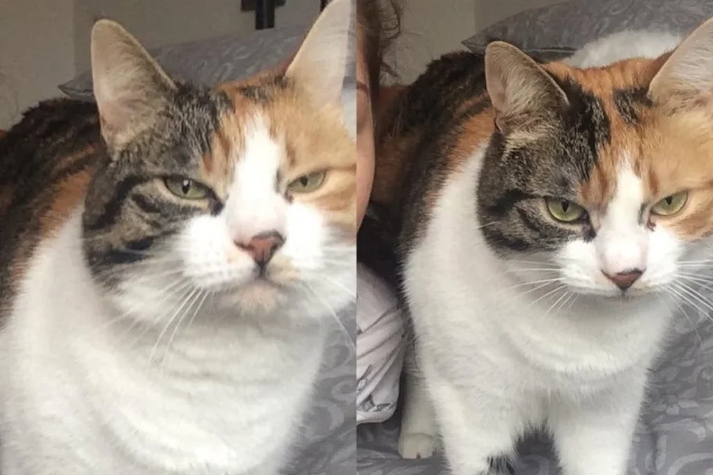 Gata desaparecida por uma década retorna no aniversário da tutora