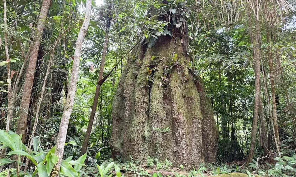 Amazonas recebe novas reservas para desenvolvimento sustentável