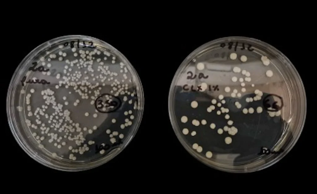 Clorexidina com fitoterápicos combate fungo hospitalar resistente