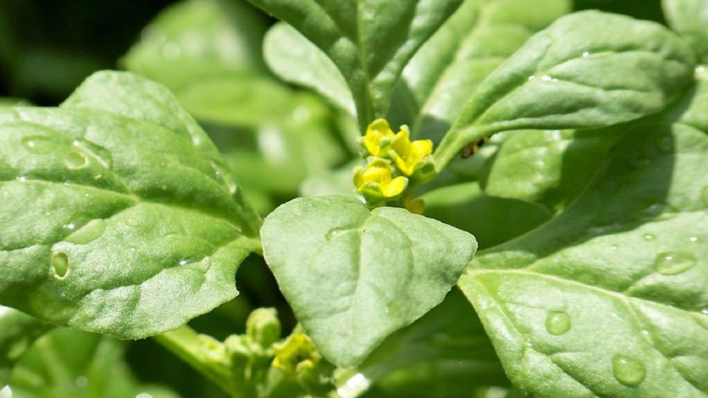 Estudo liga vitamina K a melhorias na saúde pulmonar