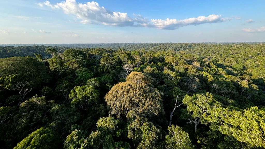 Expedição revela biodiversidade única no topo da Amazônia