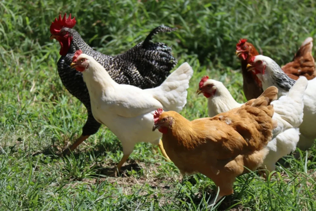 União Europeia autoriza retomada de importações de frango do Brasil