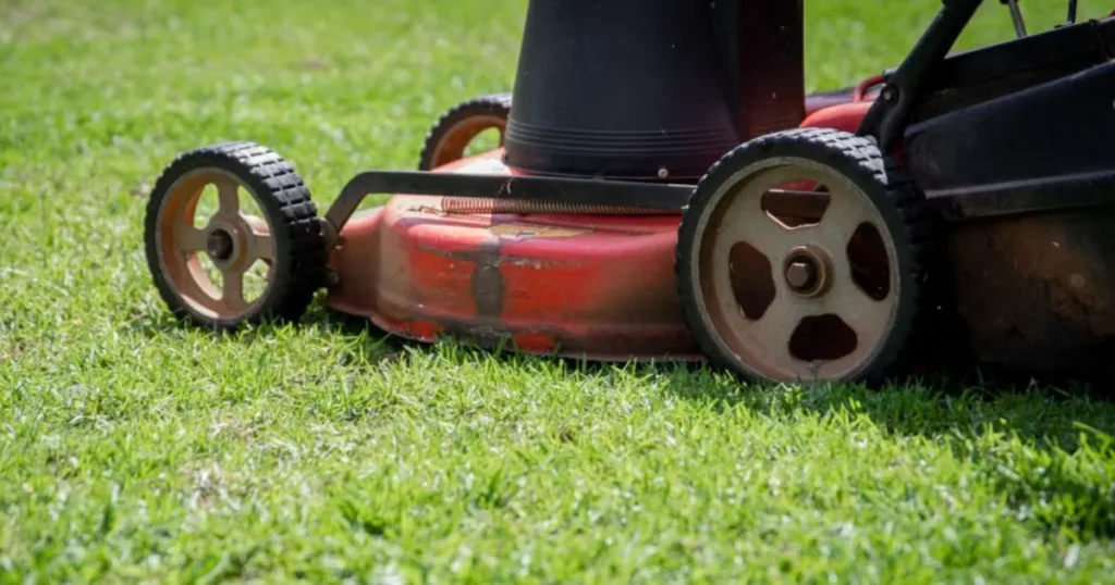 Cuidados essenciais para manter o jardim saudável na primavera