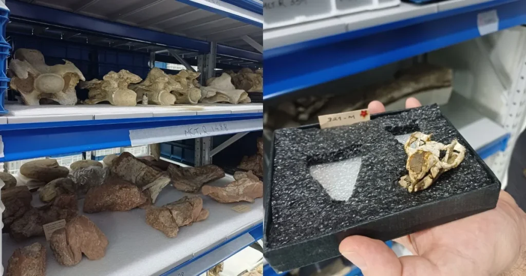 Museu no Rio oferece acesso gratuito a vasto acervo de fósseis