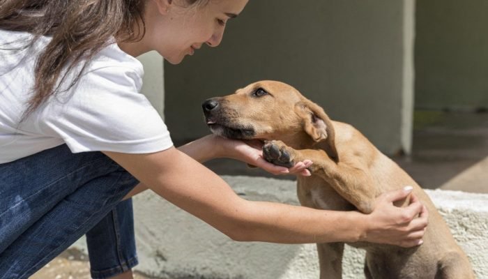 CACHORRO; DOG; CÃES; CÃO; PET - FREEPIK