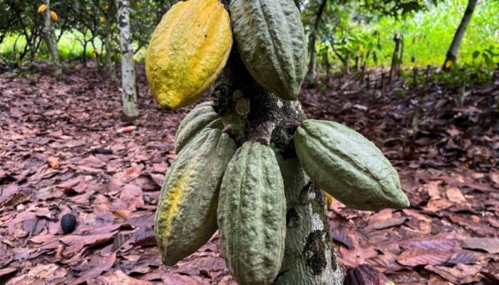 Cacau (Foto: REUTERS/Ange Aboa)