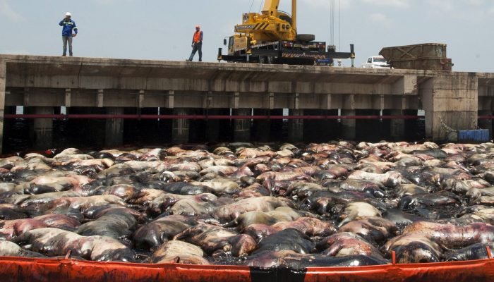Vacas mortas são vistas ao lado do navio de transporte de gado Haidar, carregado com cerca de 5....