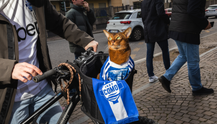 Sensej, um gato conhecido por ser um torcedor fanático do Como 1907, com mais de 500 mil seguido...