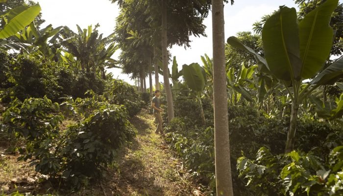 Agrofloresta na Fazenda Lobo (Divulgação)