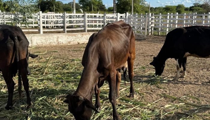 Imagem do WhatsApp de 2025-04-29 à(s) 18.12.05_9211bf3a