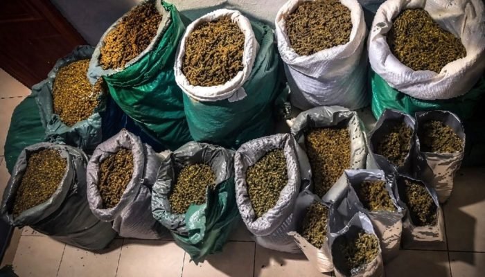 Roberto GonÃ§alves