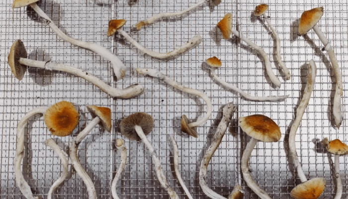 Produzida por fungos do gênero Psybe, os “cogumelos mágicos”, a psilocibina ainda é uma su...