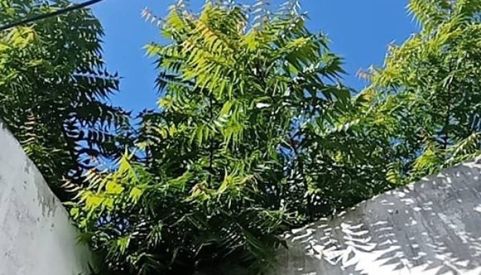 A moradora relata que já tentou alternativas por conta própria, mas não conseguiu afastar os i...