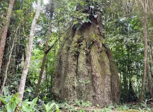 Amazonas recebe novas reservas para desenvolvimento sustentável