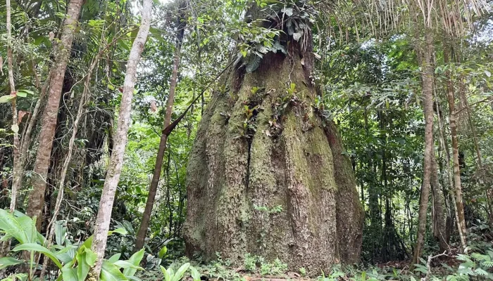 Amazonas recebe novas reservas para desenvolvimento sustentável