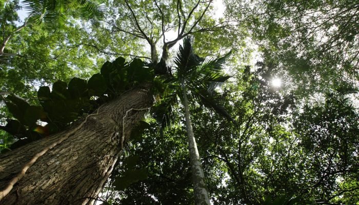 1 de 1 Imagem colorida de Árvore na Amazônia - Metrópoles - Foto: Paulo Amorim/Getty Images