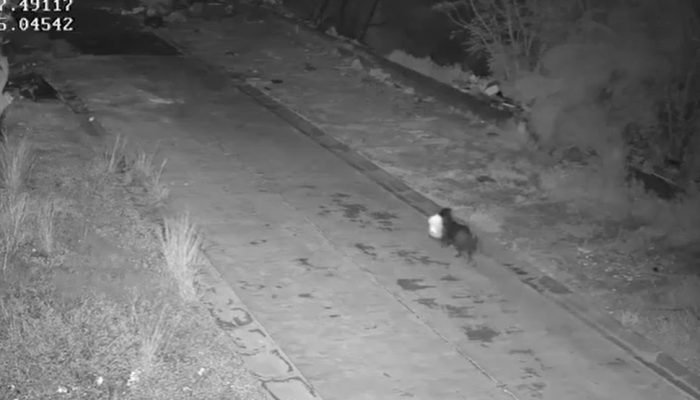 Cãozinho foi visto transportando lixo em múltiplas ocasiões (Foto: Divulgação/Polícia de Ca...