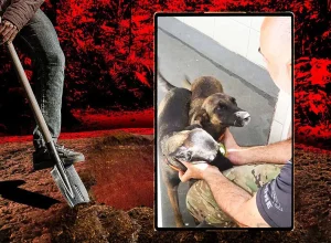 Cães treinados pela PCERJ vão localizar corpos em cemitérios clandestinos