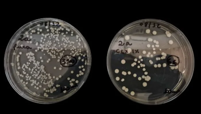 Clorexidina com fitoterápicos combate fungo hospitalar resistente