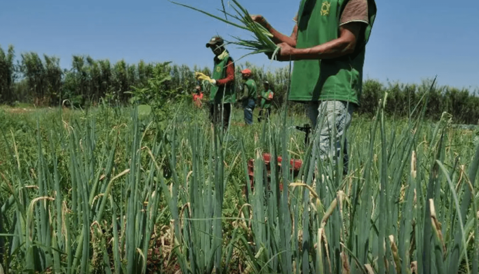 CMN aprova novas regras para renegociação de dívidas rurais