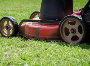 Cuidados essenciais para manter o jardim saudável na primavera