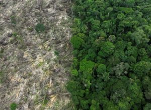 Desmatamento na Amazônia atinge menor nível desde 2016