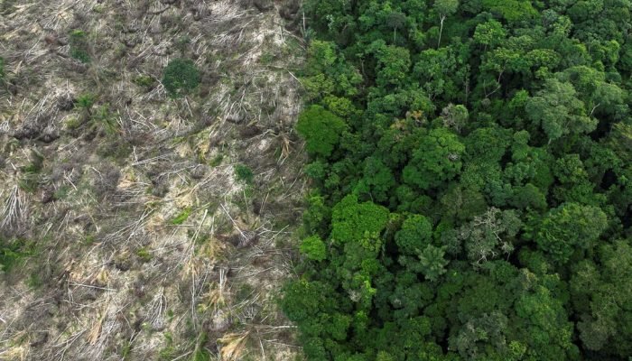 Desmatamento na Amazônia atinge menor nível desde 2016