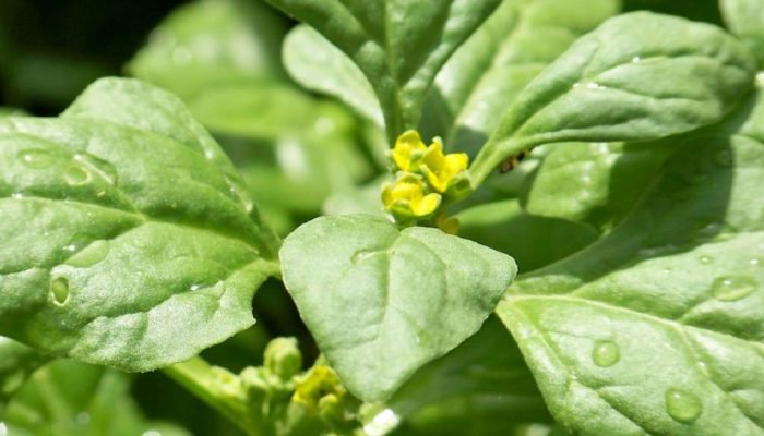 Estudo liga vitamina K a melhorias na saúde pulmonar