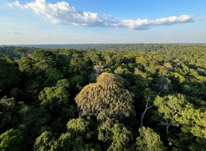 Expedição revela biodiversidade única no topo da Amazônia