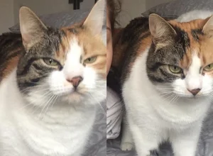 Gata desaparecida por uma década retorna no aniversário da tutora