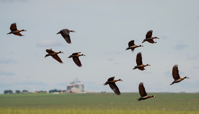 tanto, a defesa da verdade o compromisso moral de fazer corresponder o que se pe