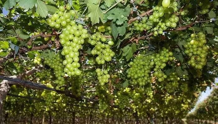 Crise no beneficiamento de uvas ameaça economia do Vale do São Francisco