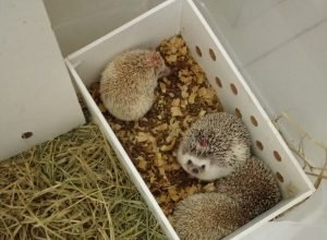 Desaparecimento de padre em Salvador mobiliza investigações policiais