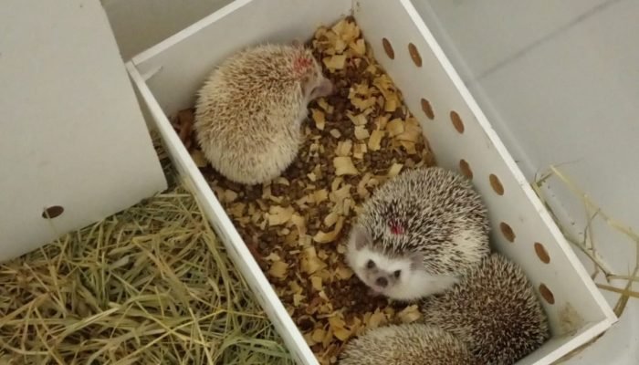 Desaparecimento de padre em Salvador mobiliza investigações policiais