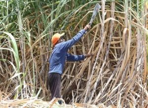 Programa Chapéu de Palha 2026 apoia trabalhadores da cana em Pernambuco