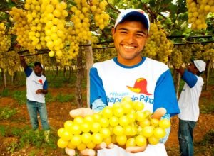 Governo de Pernambuco inicia pagamento do Chapéu de Palha para fruticultores
