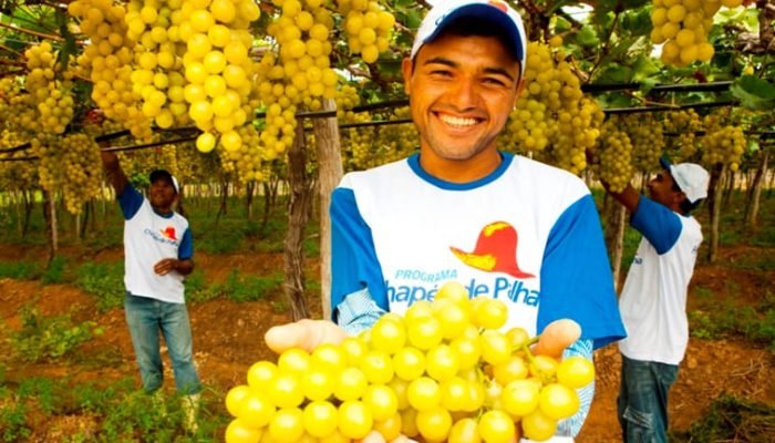 Governo de Pernambuco inicia pagamento do Chapéu de Palha para fruticultores